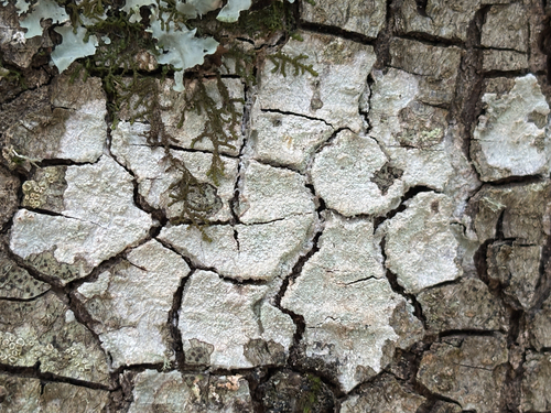 Whitewash Lichen