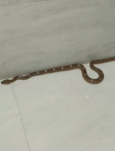 Indian Wolf Snake