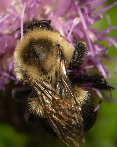 Common Eastern Bumble Bee