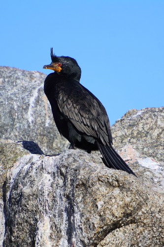 iNaturalist: (c) Nick Leggatt, some rights reserved (CC BY-NC), uploaded by Nick Leggatt iNaturalist image