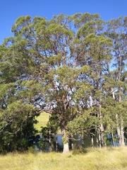 Eucalyptus carnea