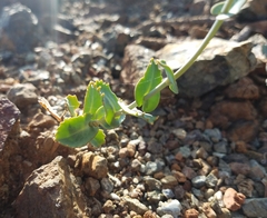 Streptanthus brachiatus