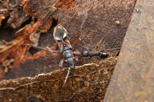 Daerlac cephalotes, 2026-08-23