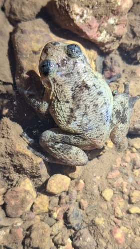 Bombay Night Frog, Nyctibatrachus humayuni