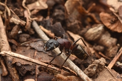 Camponotus atrox