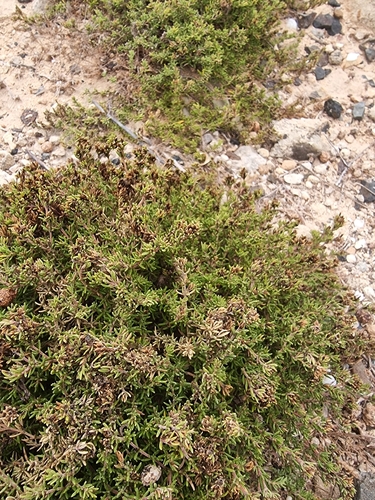 Frankenia laevis, photograph 2