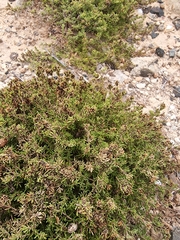 Frankenia laevis, photograph (c) Vítor Jorge, some rights reserved (CC BY)