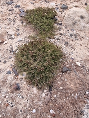 Frankenia laevis, photograph (c) Vítor Jorge, some rights reserved (CC BY)
