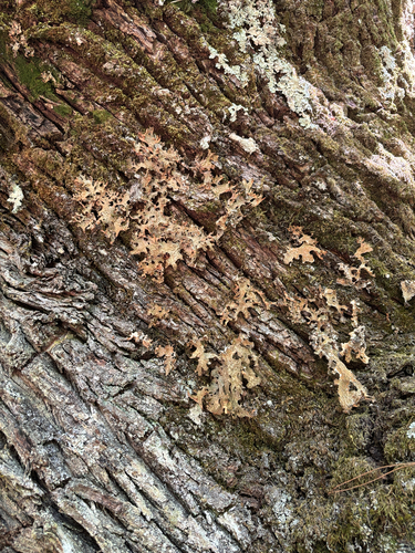 Tree Lungwort