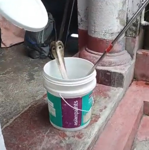 Indian Cobra