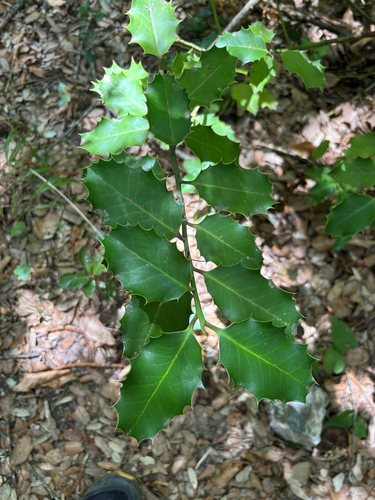 European holly