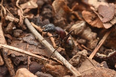 Camponotus atrox