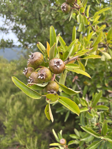Almond-leaved pear