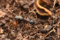 Camponotus atrox