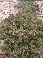 Frankenia laevis, photograph (c) Vítor Jorge, some rights reserved (CC BY)