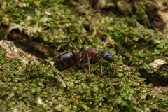 Camponotus atrox