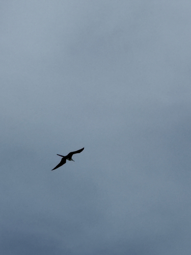 Magnificent Frigatebird