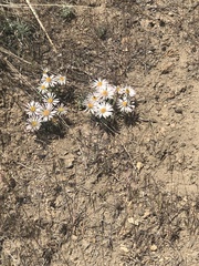 Townsendia florifera