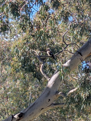 Laughing Kookaburra