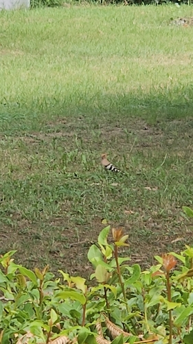 Common Hoopoe