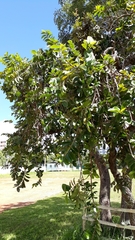 Annona crassiflora