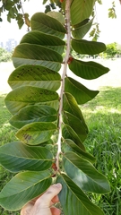 Annona crassiflora