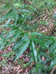 Camellia salicifolia