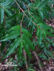 Camellia salicifolia, photograph author not stated, no rights reserved