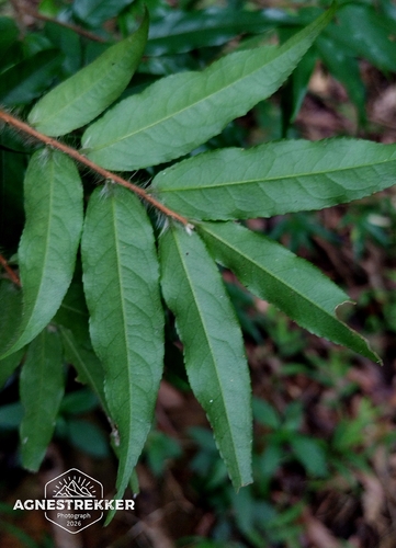 Camellia salicifolia, photograph 3