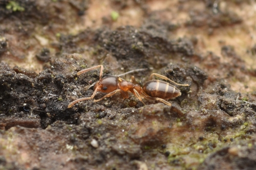 驼狡臭蚁Technomyrmex gibbosus