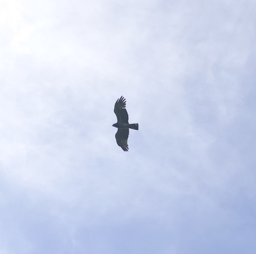 Short-toed Snake-Eagle