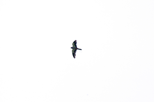 Amur Falcon