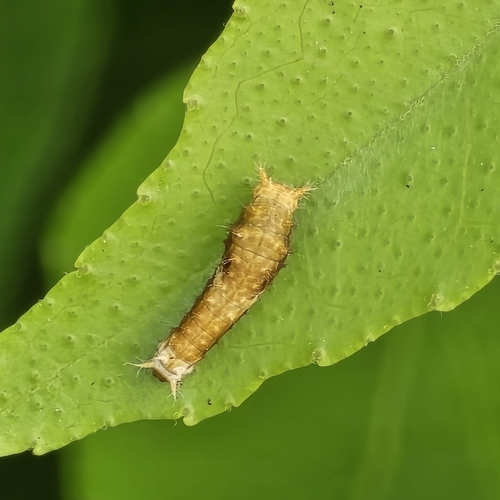 Papilio polytes