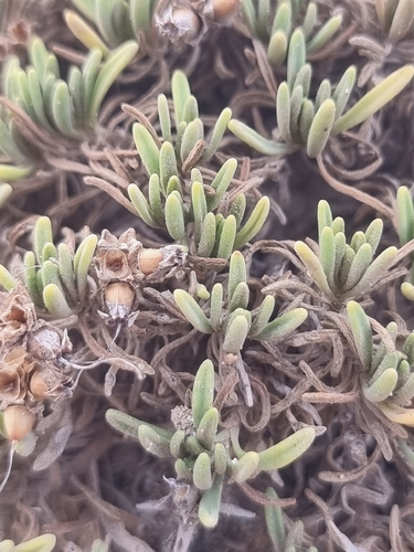 Plantago arborescens, photograph 1