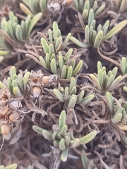Plantago arborescens