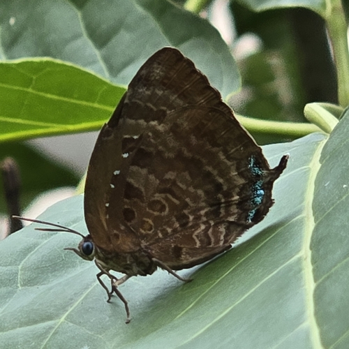Arhopala centaurus