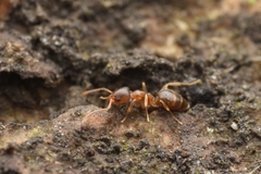 Technomyrmex gibbosus