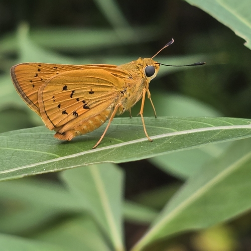 Cephrenes trichopepla