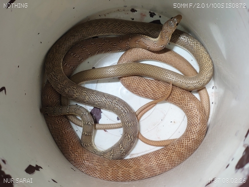 Banded Racer