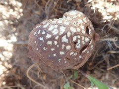 Calvatia fragilis