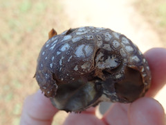 Calvatia fragilis