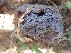 Calvatia fragilis