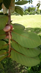 Annona crassiflora