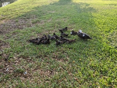 Cairina moschata domestica