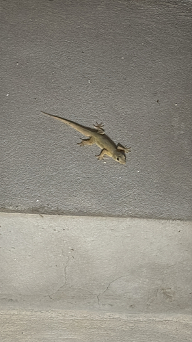Flat-tailed House Gecko