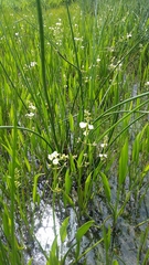 Sagittaria ambigua