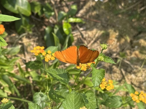 Dryas iulia