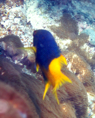 Bodianus rufus