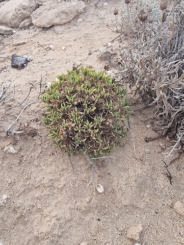 Plantago arborescens, photograph 2