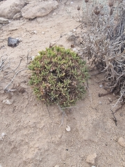 Plantago arborescens, photograph (c) Vítor Jorge, some rights reserved (CC BY)